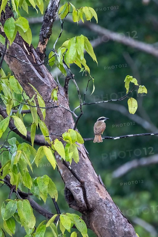 Sulphur-masked tyrant (Pitangus sulphuratus) sitting on a branch, Corcovado National Park, Osa Peninsula, Puntarena Province, Costa Rica, Central America