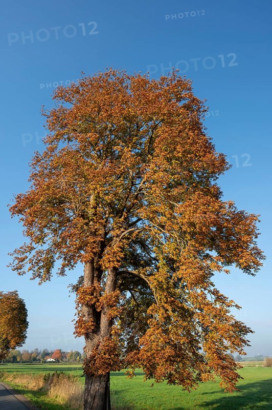 Chestnut tree (Aesculus) with reddish-brown dried leaves, Mecklenburg-Western Pomerania, Germany, Europe