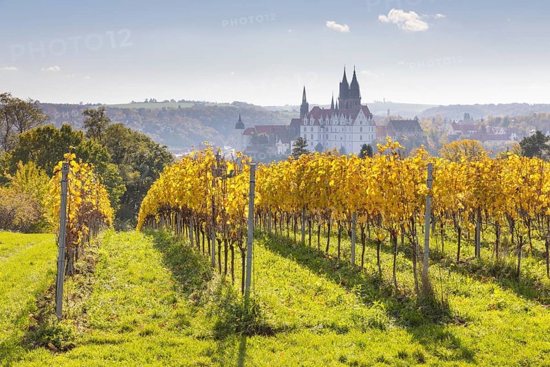 Viewpoint over the Proschwitz vineyards to Albrechtsburg Castle and Meissen Cathedral, Saxony, Germany, Europe
