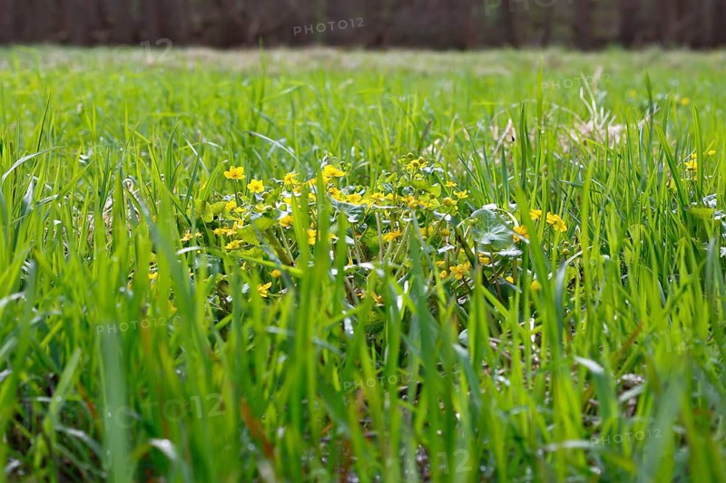 Marsh marigold (Caltha palustris), flowers of wetland biotopes, yellow flower, Flusslandschaft Peenetal nature park Park, Mecklenburg-Western Pomerania, Germany, Europe