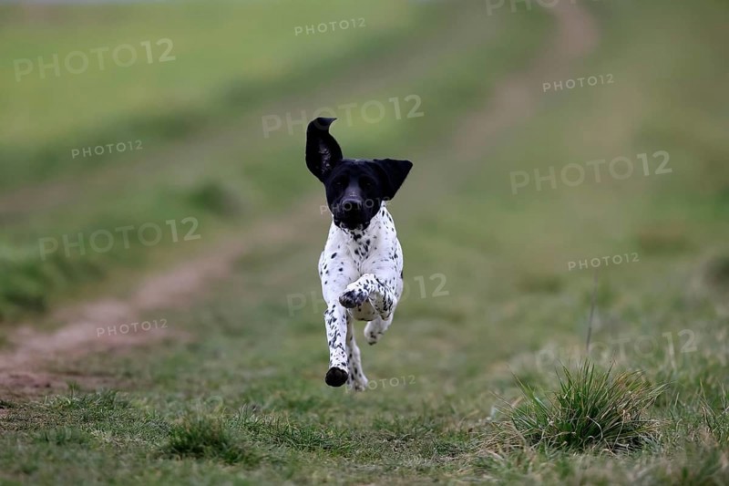 German Shorthair, (Canis lupus familiaris), adult, male, male, running, pointing dogs, Rhineland Palatinate, Germany, Europe