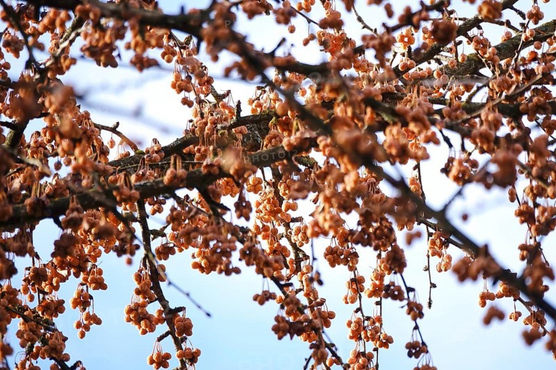 Fruits of a ginkgo tree, winter, Germany, Europe