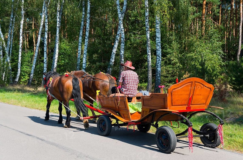 Man in a carriage pulled by two horses on a sunny forest path next to birch trees, Chelmski powiat, Chelmski, Lublin voivodeship, Poland, Europe