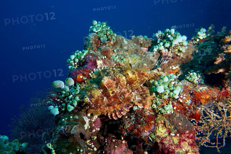 Camouflaged Papuan scorpionfish (Scorpaenopsis papuensis) and corals in a lively underwater landscape, dive site USAT Liberty, Tulamben, Bali, Indonesia, Asia