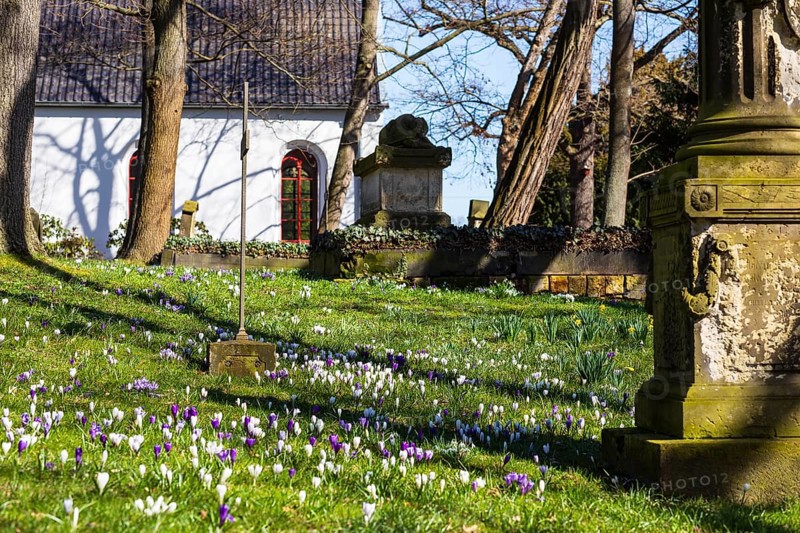 Crocuses (crocus) blooming between old gravestones, in the background the mourning hall, spring at the Trinitatisfriedhof Riesa, Saxony, Germany, Europe
