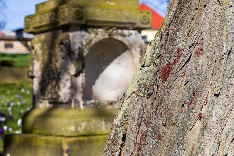 Fire bugs (Pyrrhocoridae) on a tree trunk, in the background a gravestone, Trinitatisfriedhof Riesa, Saxony, Germany, Europe