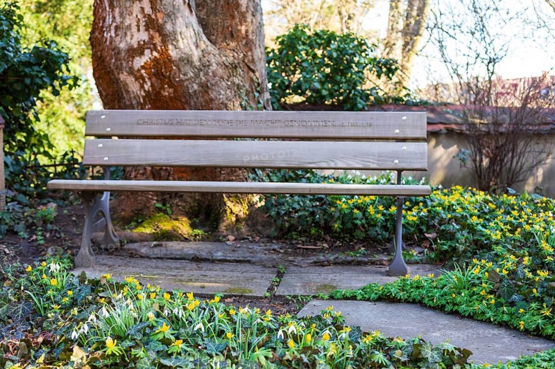 Bible verse on a bench, surrounded by winter aconites (Eranthis hyemalis) in bloom, Alleestraße cemetery, Riesa, Saxony, Germany, Europe