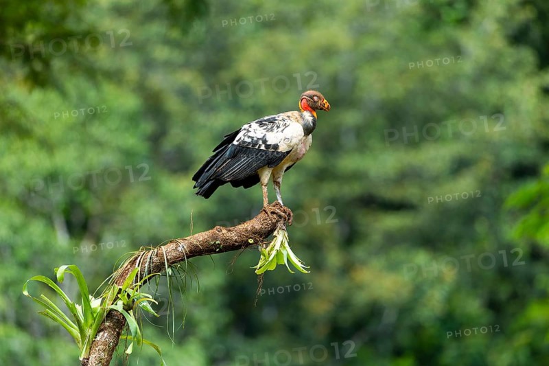 King vulture (Sarcoramphus papa), cock, vulture birds (Aegypiinae), Laguna del Lagarto Lodge, Alajuela, Costa Rica, Central America