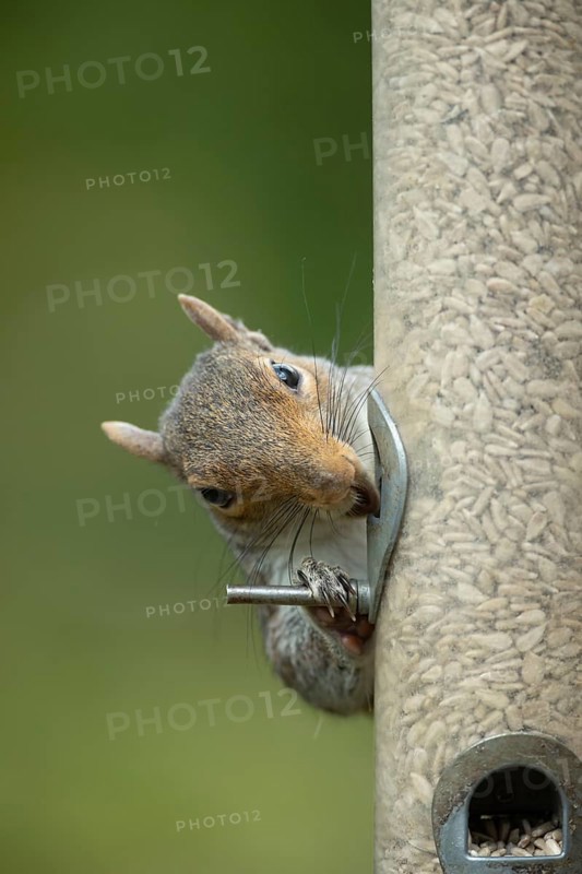 Grey squirrel (Sciurus carolinensis) adult animal feeding on sunflower seeds from a garden bird feeder, England, United Kingdom, Europe
