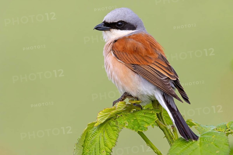 Red-backed shrike, red-backed shrike, thorn-backed shrike, family of shrikes, (Lanius collurio), male, Hockenheim, Baden-Württemberg, Germany, Europe