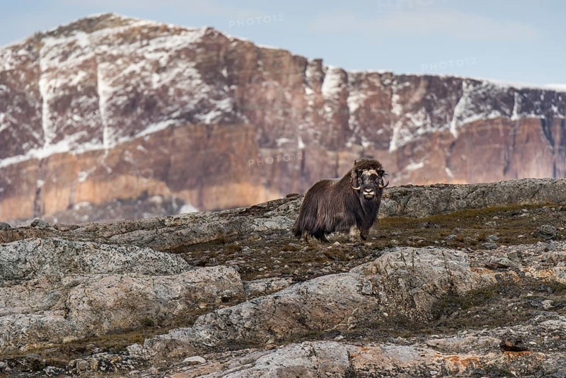 Musk ox (Ovibos moschatus) standing in mountain landscape, Blomsterbugten, Ymers, Emperor Franz Joseph Fjord, Northeast Greenland National Park, Greenland, North America