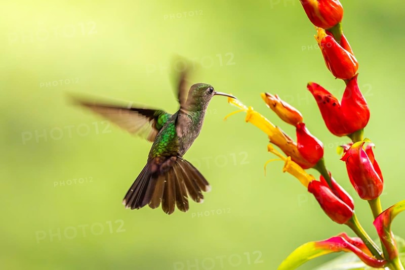 Green-fronted Brilliant Hummingbird (Heliodoxa jacula), Hummingbird (Trochilidae), Swiftbirds (Apodiformes), Laguna del Lagarto Lodge, Alajuela, Costa Rica, Central America