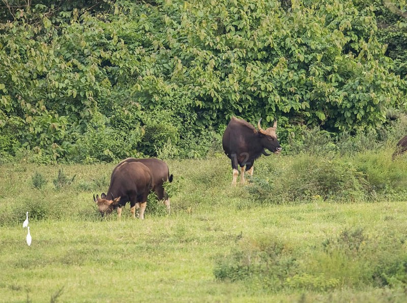 Gaur (Bos gaurus), Khiri Khan, Hua Hin, Kui Buri National Park, Thailand, Asia