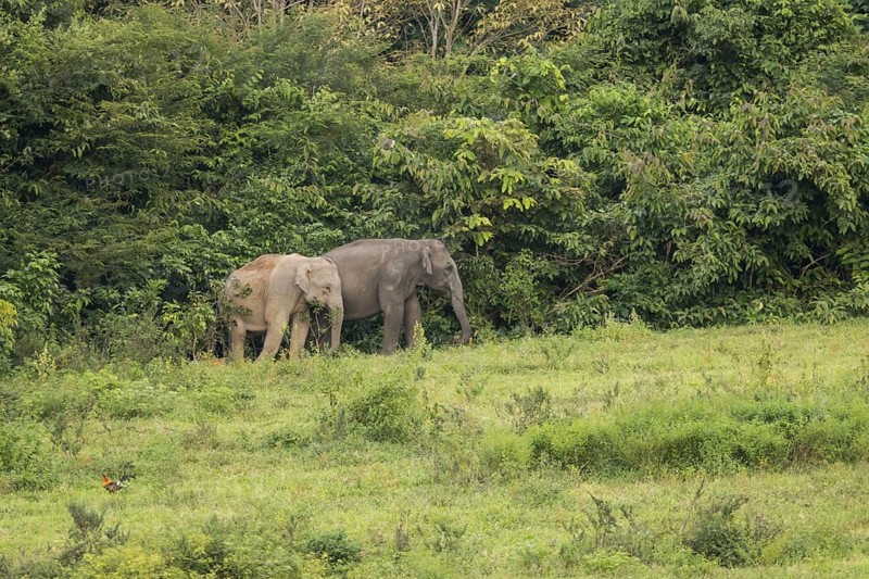 Indian elephants (Elephas maximus indicus), Khiri Khan, Hua Hin, Kui Buri National Park, Thailand, Asia