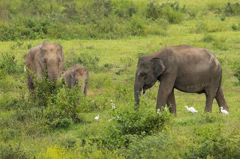 Indian elephants (Elephas maximus indicus), Khiri Khan, Hua Hin, Kui Buri National Park, Thailand, Asia