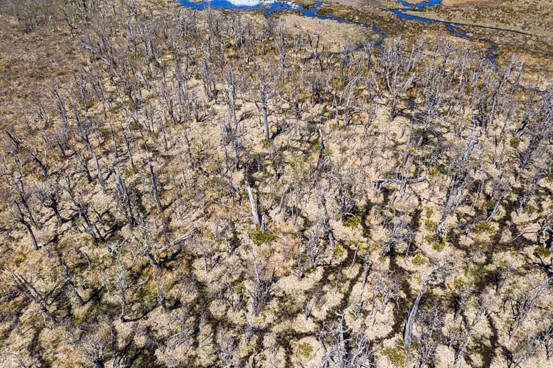 Aerial view over lake Laguna Cofre east of river Rio Murta, dead trees cover the shore, Patagonia, Chile, South America