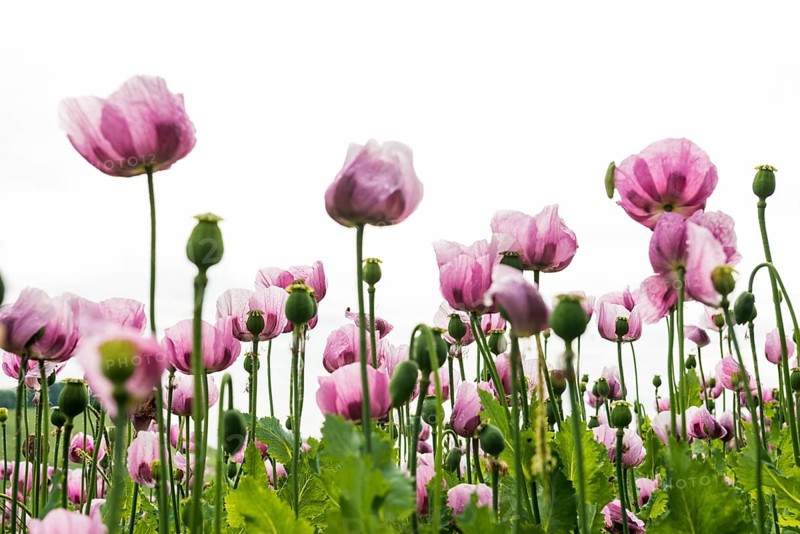 Opium poppy (Papaver somniferum), opium poppy field, Erlenbach, near Heilbronn, Baden-Württemberg, Germany, Europe