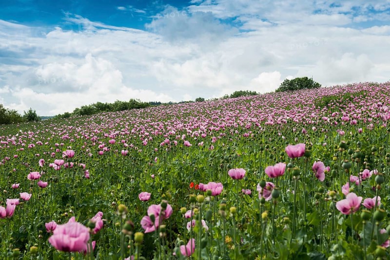Opium poppy (Papaver somniferum), opium poppy field, Erlenbach, near Heilbronn, Baden-Württemberg, Germany, Europe