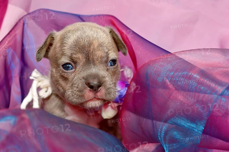 Four weeks purebred young Lilac Brindle French Bulldog puppy in tulle fabric