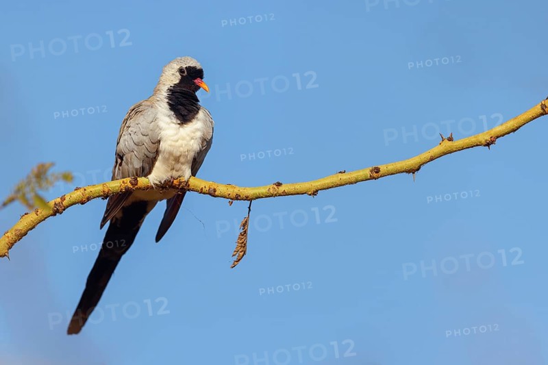 Cape Dove, (Oena capensi), Road N4 to Kaolack, Firgui, Senegal, Africa