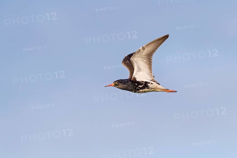 Ruff (Philomachus pugnax), male, flight photo, Narew, Bialystok, Podlasie, Poland, Europe