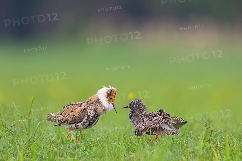 Ruff (Philomachus pugnax), Narew, Bialystok, Podlasie, Poland, Europe