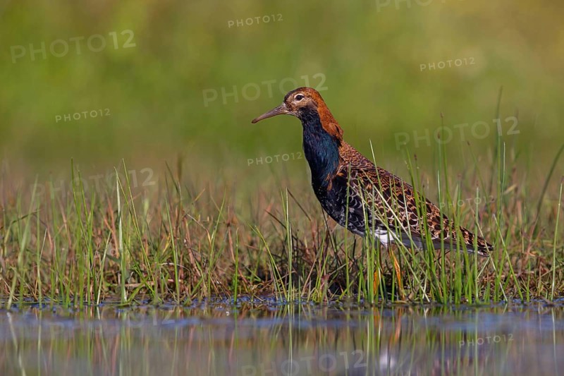 Ruff (Philomachus pugnax), male, Narew, Bialystok, Podlasie, Poland, Europe
