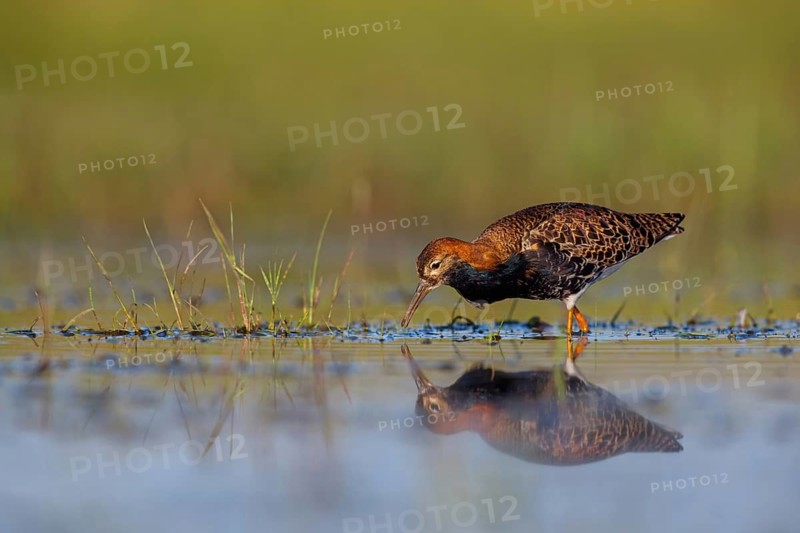 Ruff (Philomachus pugnax), male, Narew, Bialystok, Podlasie, Poland, Europe