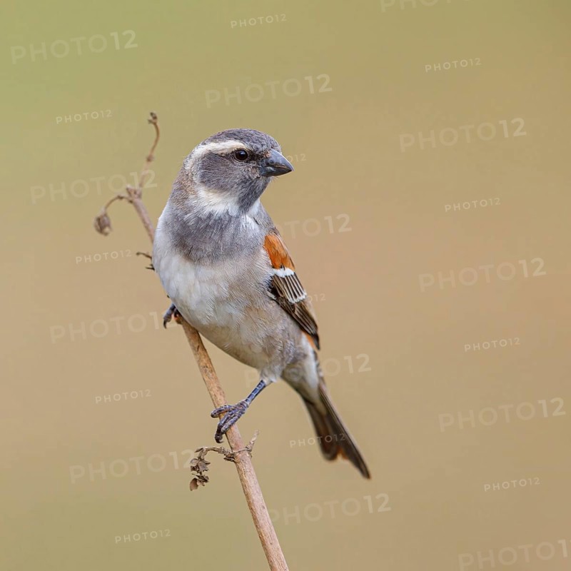 Cape sparrow (Passer melanurus), sparrow family, Sani Pass Surroundings, Underberg, KwaZulu-Natal, South Africa, Africa