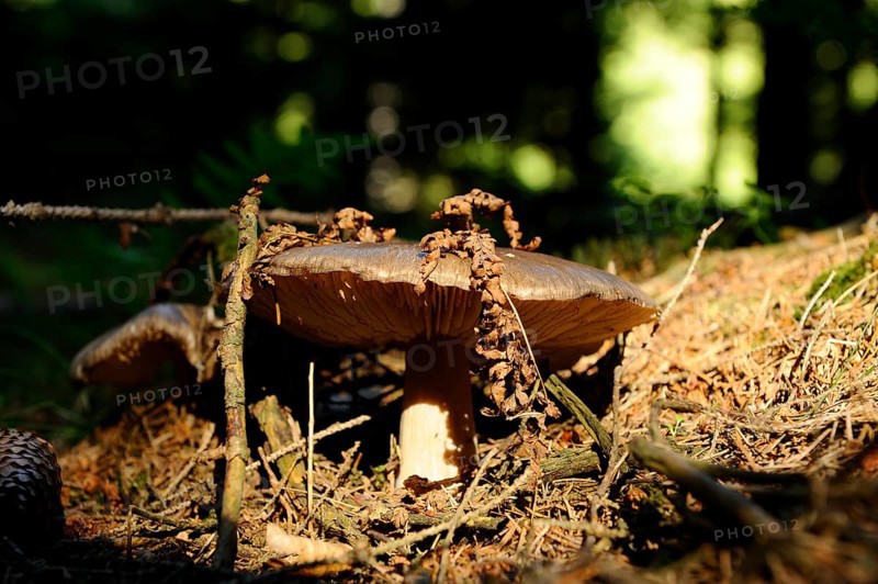 Large mushroom in the forest floor with sunlight and shade, surrounded by branches and pine needles, Bavaria