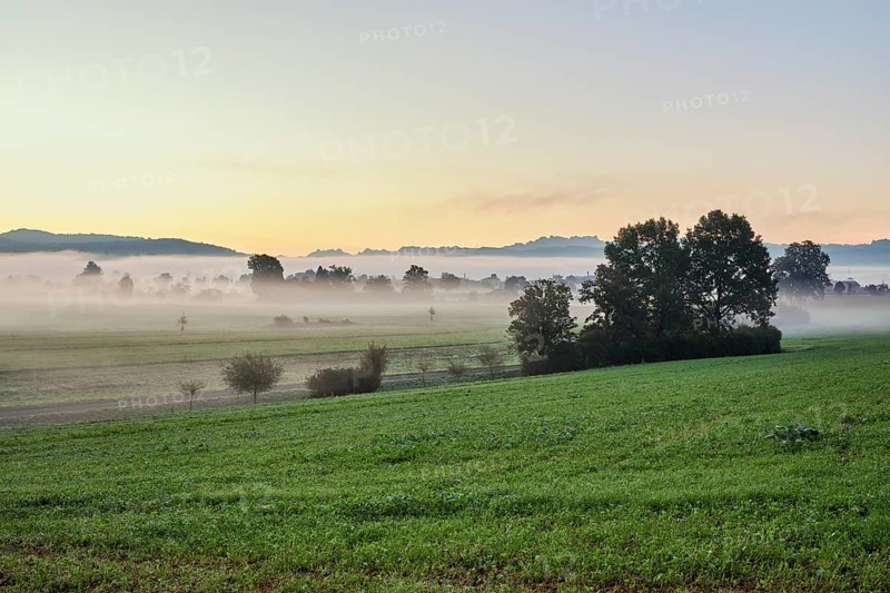 Meadows and trees in the early morning mist, Reuss valley, Aristau, Freiamt, Canton Aargau, Switzerland, Europe