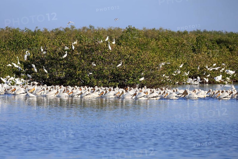 Rhinoceros Pelican (Pelecanus erythrorhynchos), adult, group, in water, fishing, wintering, Snowbirds, Merritt Island, Black Point Wildlife Drive, Florida, USA, North America
