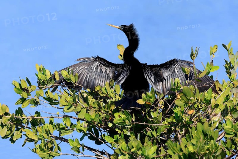 American Darter (Anhinga anhinga), American Darter, adult, male, on tree, drying feathers, Merritt Island, Black Point Wildlife Drive, Florida, USA, North America