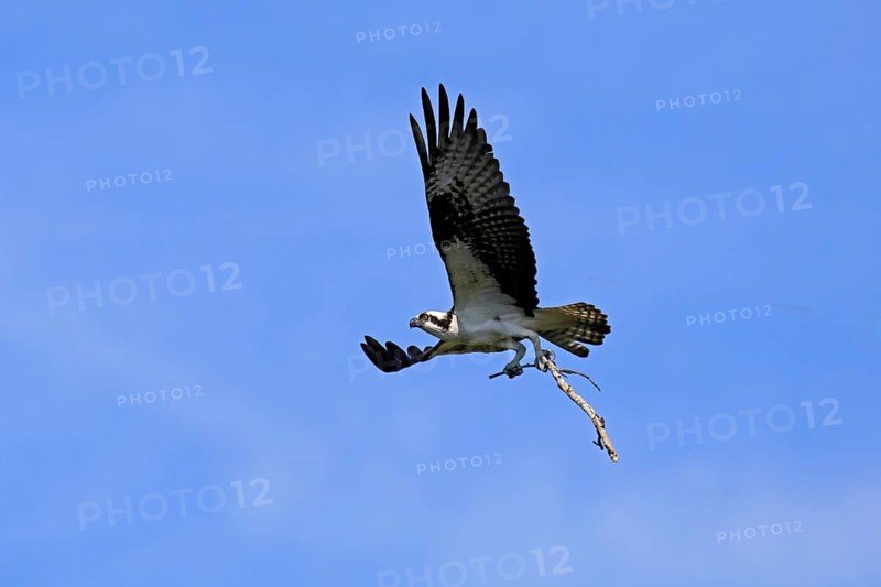 Osprey (Pandion haliaetus carolinensis), adult, flying, with nesting material, Paynes Prairie Preserve State Park, Florida, USA, North America
