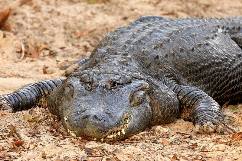 Mississippi Alligator (Alligator mississippiensis), pike alligator, adult, lying, friendly, portrait, smiling, on land, in the sand, Florida, USA, North America