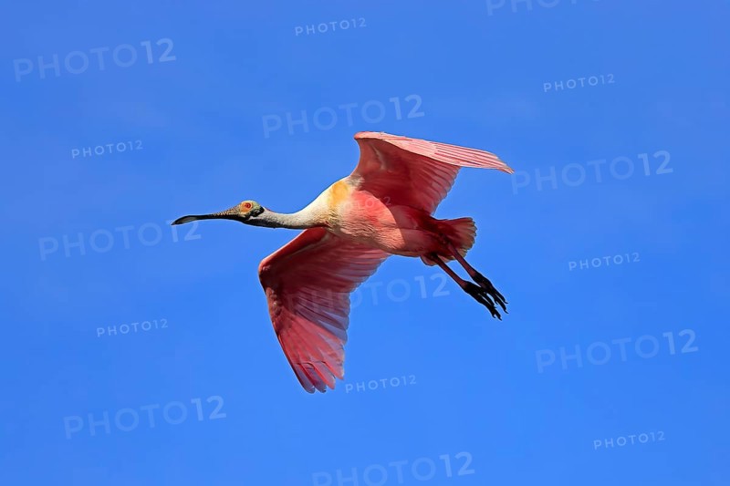 Roseate spoonbill (Platalea ajaja), adult, flying, St. Augustine, Florida, North America, USA, North America