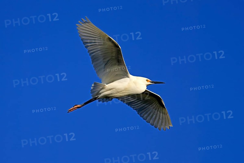Great Egret (Egretta thula), adult, flying, St. Augustine, Florida, North America, USA, North America