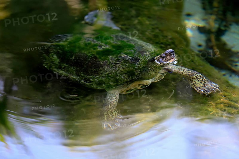 Tabasco tortoise (Dermatemys mawii), adult, in water, swimming, Central America