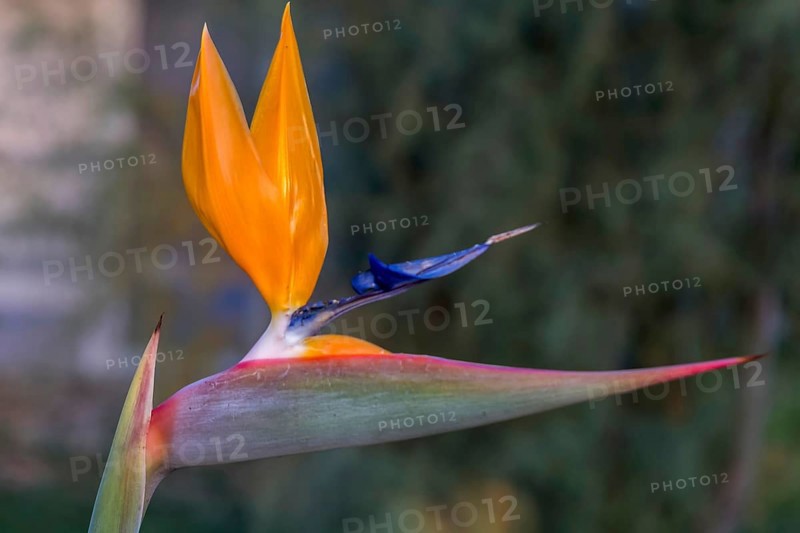 Bird of paradise flower (Strelitzia reginae), Apulia, Italy, Europe