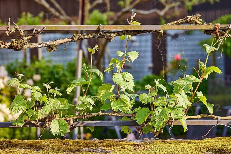 Noble vine (Vitis vinifera), metal railing, depth of field, Mesenich, district of Cochem-Zell, Rhineland-Palatinate, Germany, Europe
