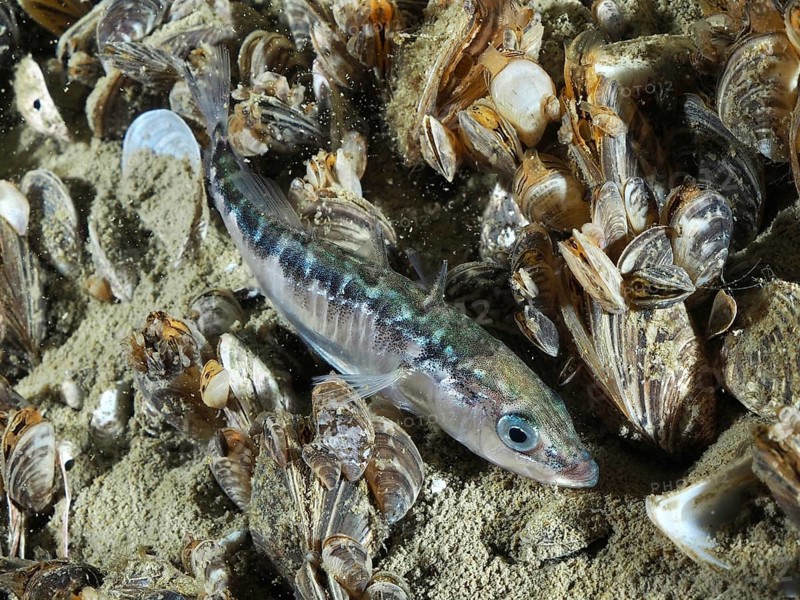 Three-spined stickleback (Gasterosteus aculeatus) resting between numerous quagga mussels (Dreissena rostriformis bugensis), invasive species, on the sandy bottom, Steilwand dive site, Wallhausen, Lake Constance, Germany, Europe
