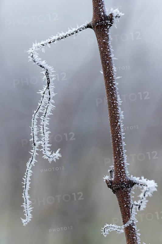 A thin branch of a grapevine with frost in a diffuse environment, Rems Valley, Baden-Württemberg, Germany, Europe