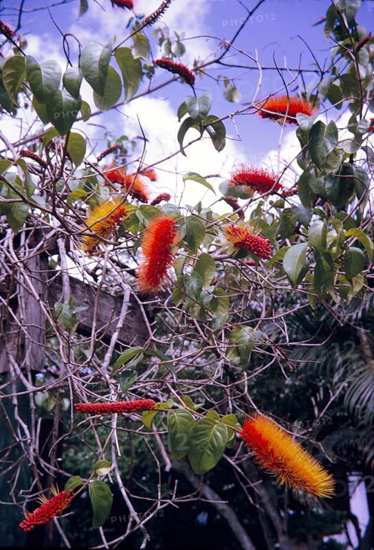 Bottlebrush tree in flower, Callistemon, Trinidad and Tobago c 1963
