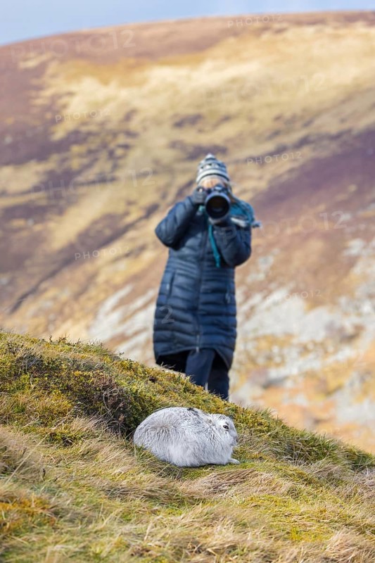 Nature photographer approaching mountain hare, snow hare (Lepus timidus) in white winter pelage in the hills of Cairngorms National Park, Scotland, United Kingdom, Europe