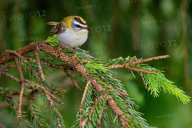 Goldcrest, Regulus ignicapillus, Luce, Mountain area, Luce, Styria, Slovenia, Europe