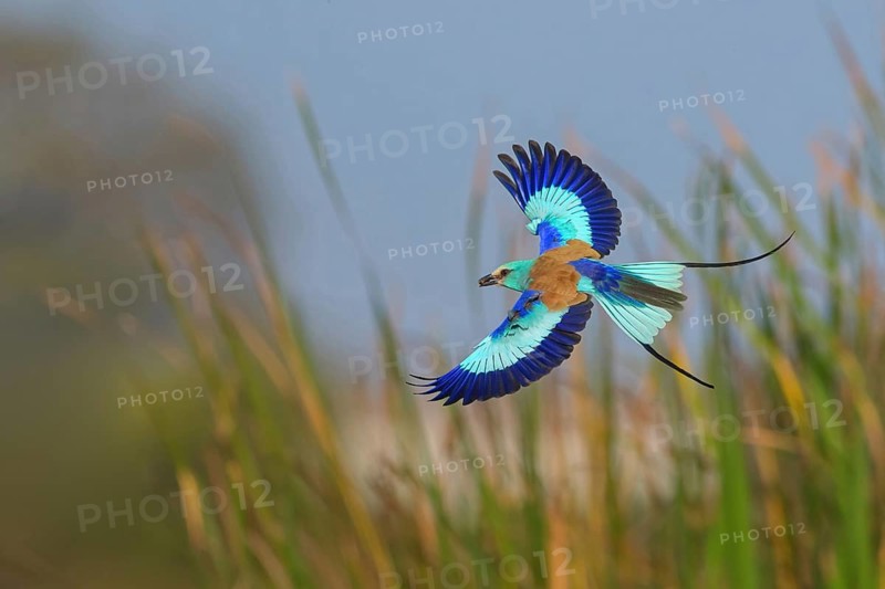 Abyssinian roller (Coracias abyssinica), Kuntaur rice fields, Kuntaur, South Bank, Gambia, Africa