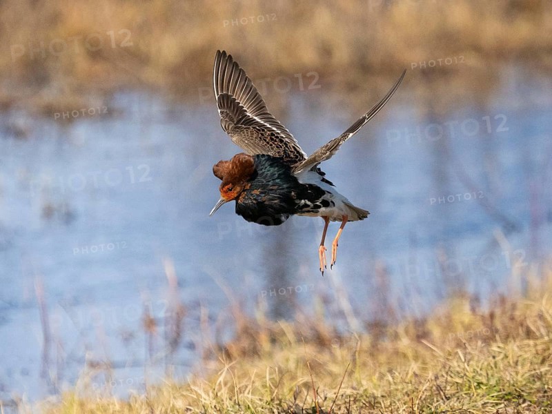 Ruff (Calidris pugnax) male in breeding plumage displaying at lek, jumping up in the air, Pokka, Finnish Lapland