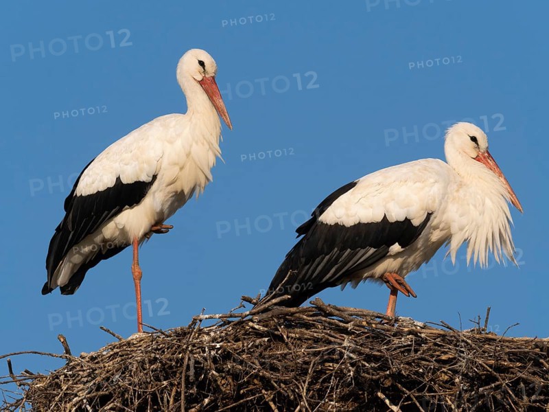 White stork (Ciconia ciconia), a pair of birds at rest, on nesting platform, against a blue sky, Hesse, Germany, Europe