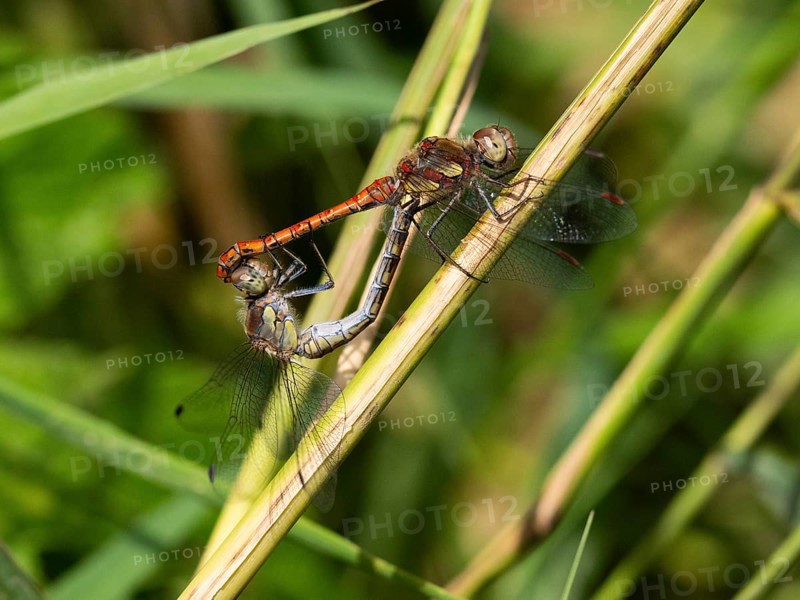 Common darter dragonfly (Sympetrum striolatum) male and female copulating, in wheel position, resting on stalk of reed, Hesse, Germany, Europe