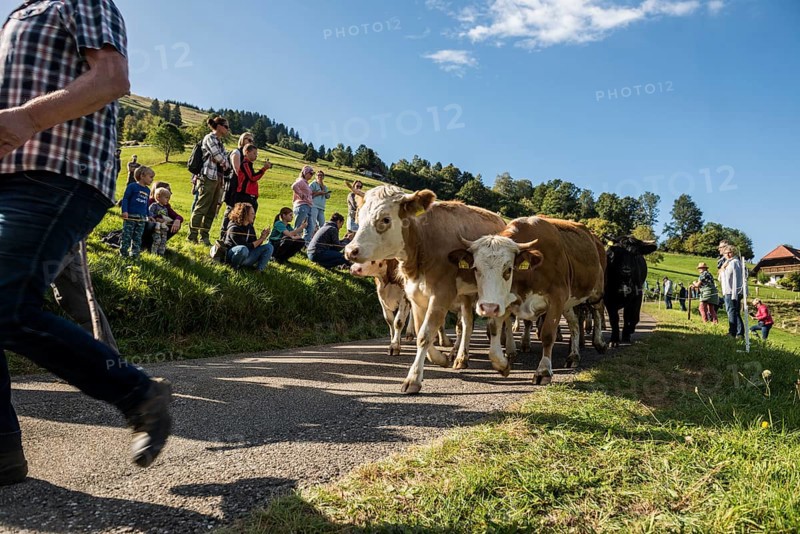 Alpine cattle drive, Münstertal, Southern Black Forest, Black Forest, Baden-Württemberg, Germany, Europe